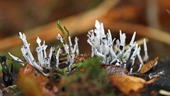 Fungus and Lichen