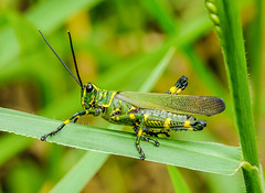 Lubber Grasshoppers (Romaleidae)