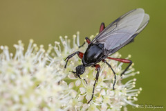Diptera: Bibionomorpha: Bibionidae