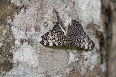 Panama 2015 Papillons