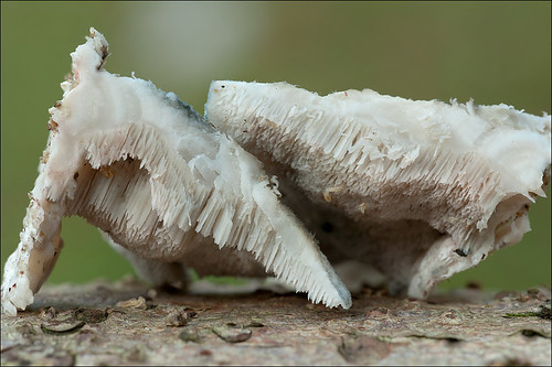Постия серо-голубая (Postia caesia)Photo by Amadej Trnkoczy  on Flickr Автор фото: Amadej Trnkoczy (Slovenija)