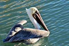 Sea/Shore/Wetlands&Marshes Birds