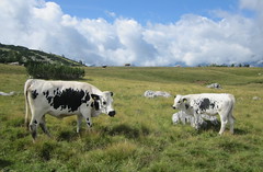 Rindviecher / cattle