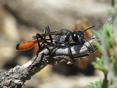 Thread-waited Wasps - Sphecidae