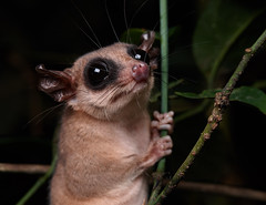 Mammals (Ecuador)