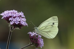 Butterfly,Moth