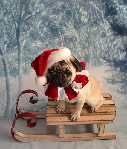 Christmas Pug Santa Claus