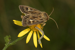 British moths
