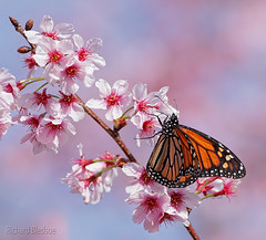 Butterflies by Richard Bledsoe