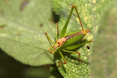 British crickets & grasshoppers
