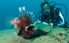 Diver and Lionfish
