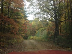 Fall Forest Road 