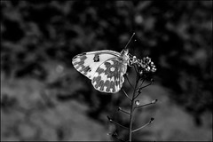 butterfly in bw