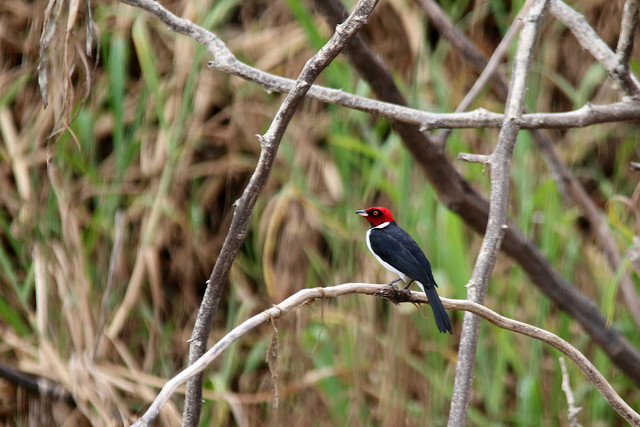 Red-capped cardinal (Paroaria gularis)