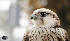 Lanner Falcon on the outlook