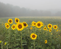 Sussex Sunflowers 2015