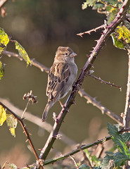 Sparrows and Dunnocks