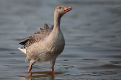 Goose,Duck