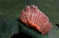 Caterpillars (Colombia)
