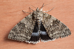 Wiltshire Moths