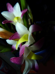 orchid species i've bloomed #7 (full)