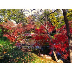For years I was looking for fall colors in Texas. Who new it was closer than I imagined #leley  #fall  #outono  #botanicalgardens  #japanesegardenfortworth  #visitfortworth  #fortworth  #fortworthtx  #like4like  #likeforlike  #follow4follow  #followforfol