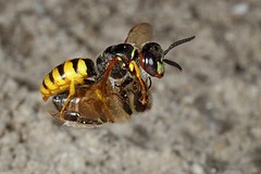 Solitary Wasps in Flight - fliegende solitäre Wespen