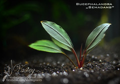 Bucephalandra "Semadang"