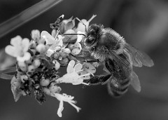 Bee project B&W 2015