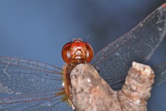 Odonata (Dragonflies & Damselflies)