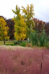Pink Muhly grass in front of Ginkgo biloba trees