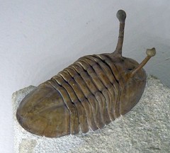 Trilobita