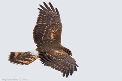 Birds of Forsythe - Northern Harrier | 2015