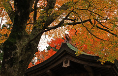 2015.11.19Mountain Shrine大山詣で