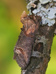 Moths - Noctuidae