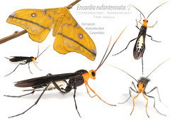 Angolan Insects