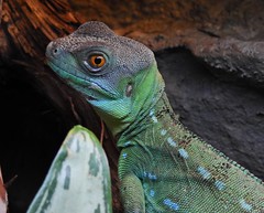 Best Reptiles/Amphibians