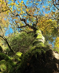 Au pied d'un arbre #lacdespises #path #way #tree #autumn #leaves #trunk #gard #cevennes #dourbies