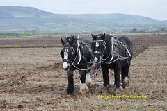 ploughing match Limavady 03.12.16