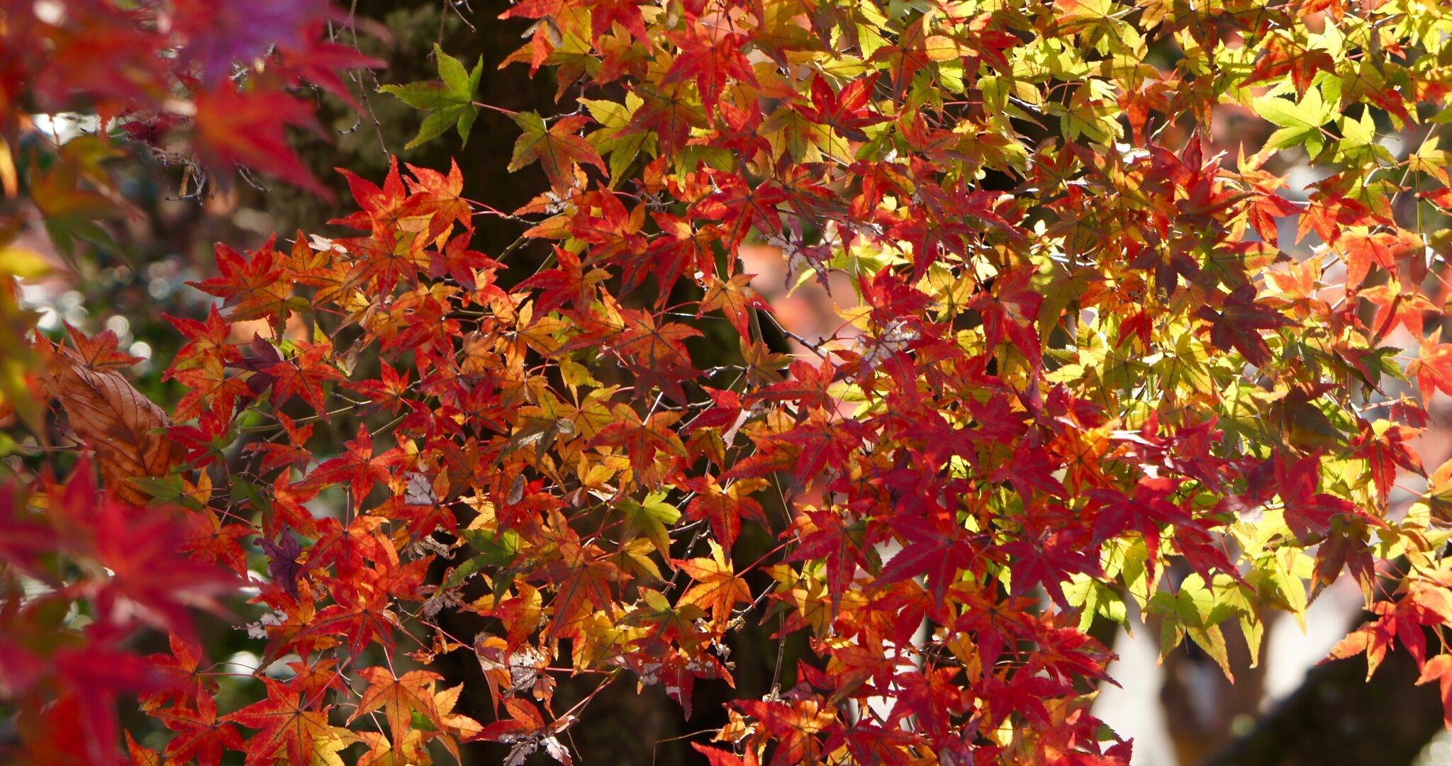 Rikugien Autumn Colors