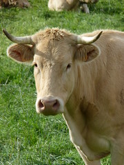 Pyrenees - French cattle  (2)