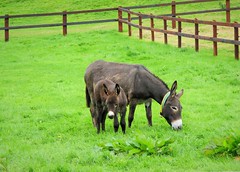Liscarroll Donkey Sanctuary 