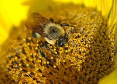 10-02 Bumblebees