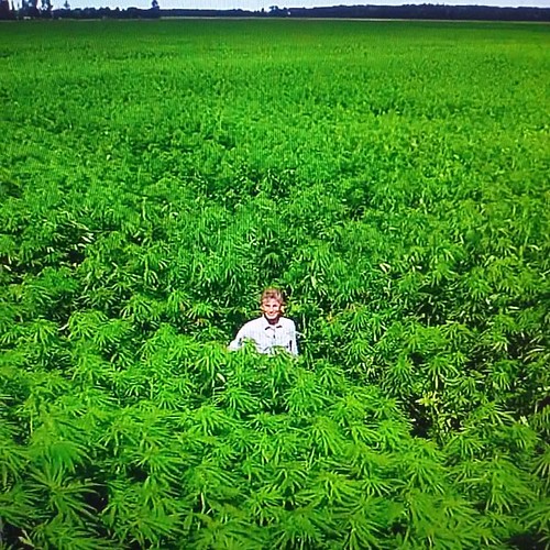 Holy potballs Batman! This is a massive field of cannabis. Beautiful green and vibrant oxygen producer. Yay!! Chris Moller New Zealand Hemp Home Grand Designs S02E08 #granddesigns #hemphome #hemphouse #newzealand #marijuana grown in #Netherlands sending 5
