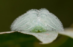 Slug Caterpillars