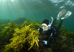 Algae and seagrass