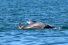 Dolphin survey Nov 2015