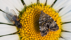 Lepidoptera: Choreutidae of Finland