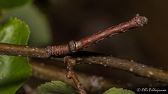 Lepidoptera larvae