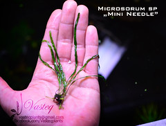 Microsorum "Mini Needle"